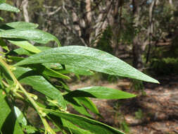 Image of Acacia verniciflua A. Cunn.