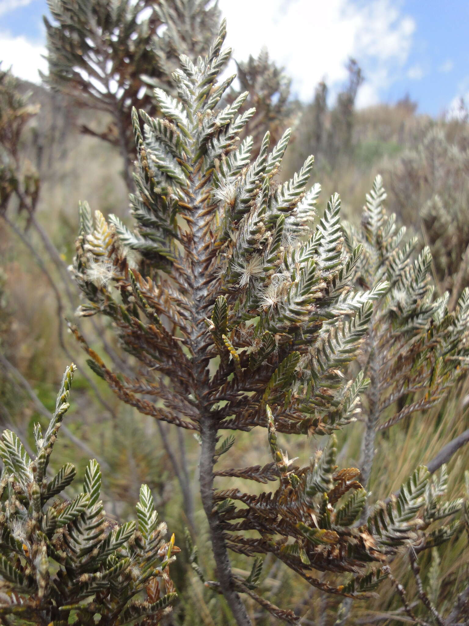 Image of Andicolea thuyoides (Lam.) Mayta & Molinari