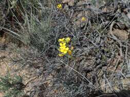 Image of Moapa bladderpod