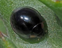 Image of Ladybird beetle