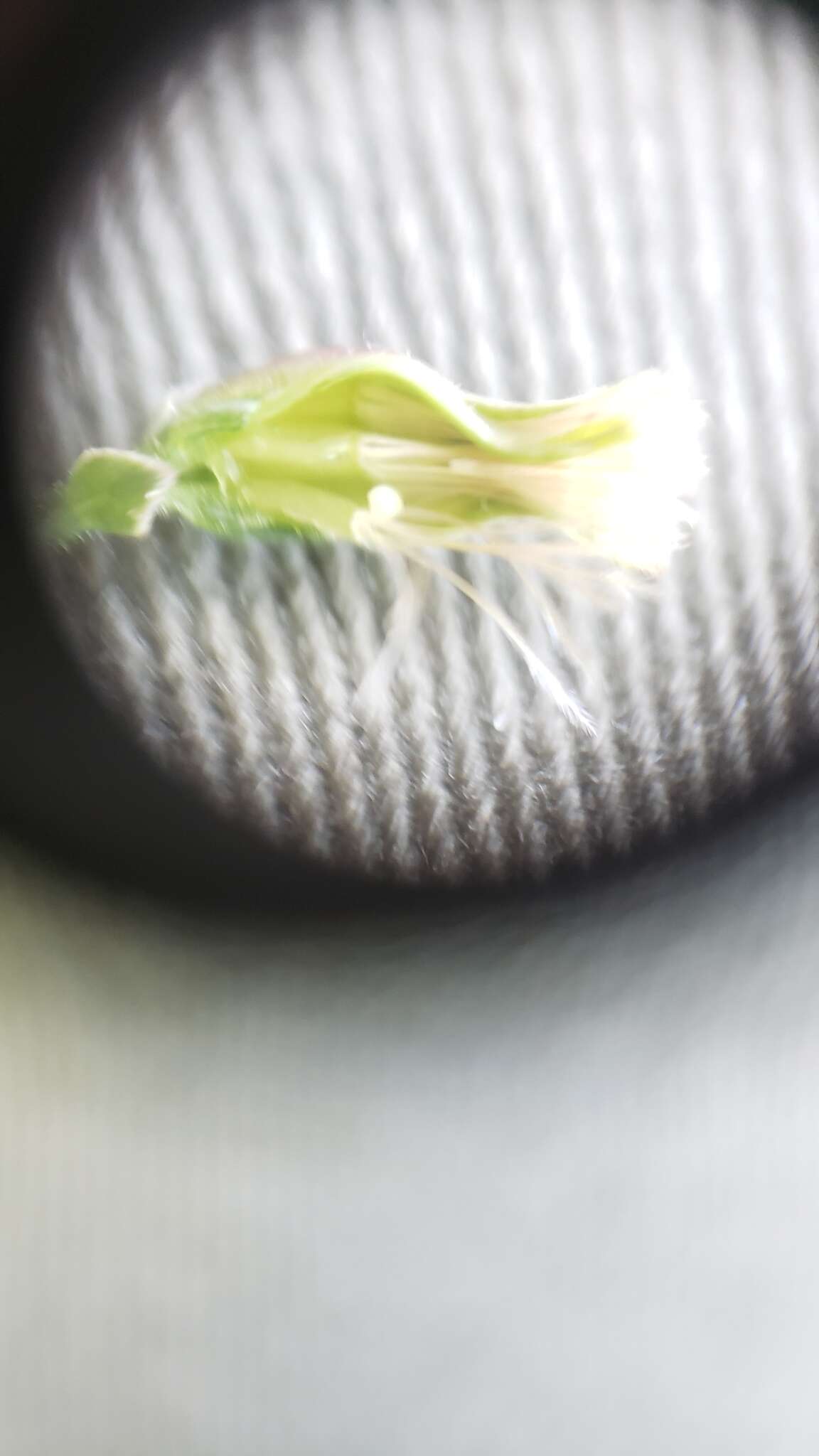 Sivun Stephanomeria exigua subsp. coronaria (Greene) Gottlieb kuva