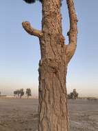 Image of Afghan pine