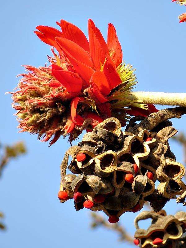 Слика од Erythrina latissima E. Mey.