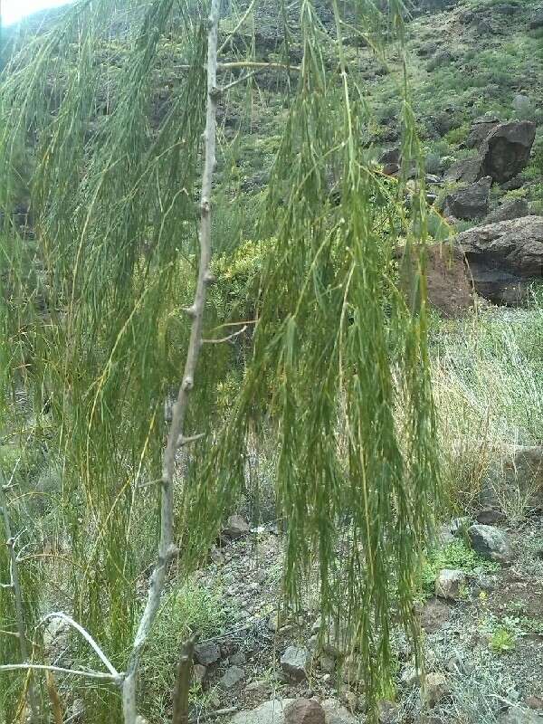 Image of Asparagus plocamoides Webb ex Svent.