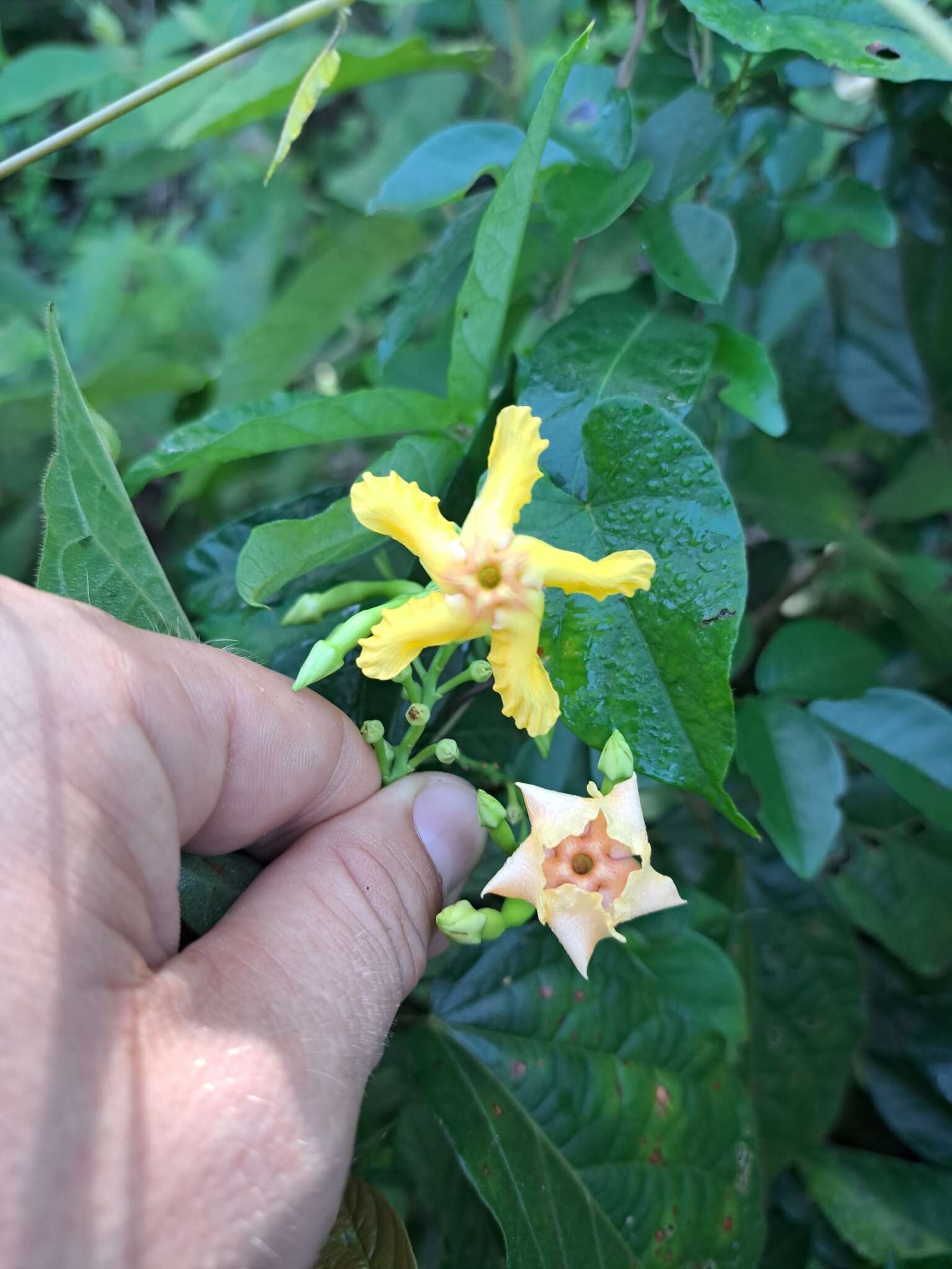 Image of Mandevilla subsagittata (Ruiz & Pav.) R. E. Woodson