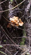 Plancia ëd Flammulina mexicana Redhead, Estrada & R. H. Petersen 2000