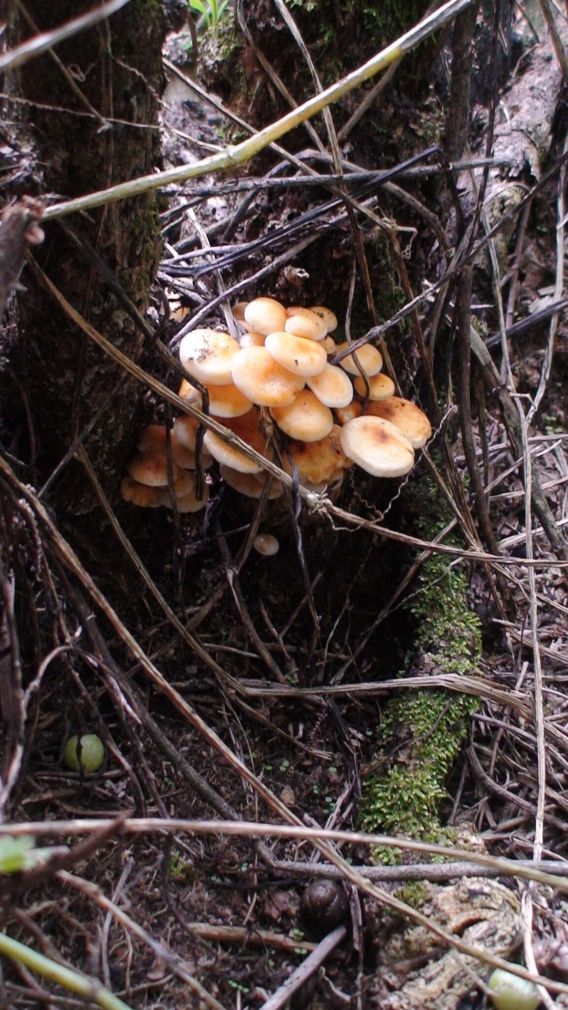 Plancia ëd Flammulina mexicana Redhead, Estrada & R. H. Petersen 2000