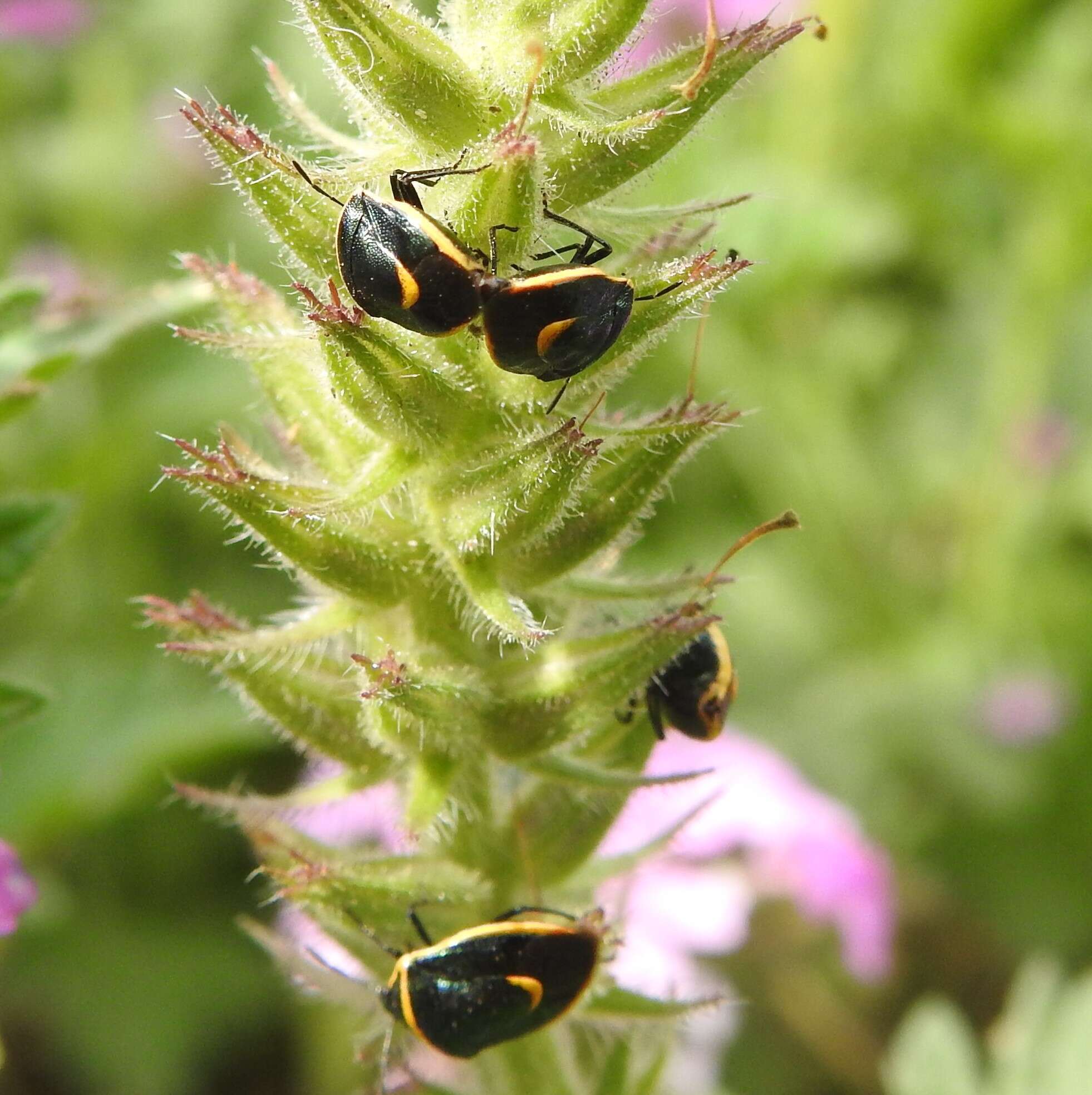 Image of Cosmopepla decorata (Hahn 1834)