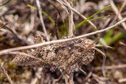 Image de Euryparyphes terrulentus (Serville 1838)