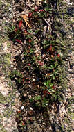 Image of Shrubby-Fivefingers