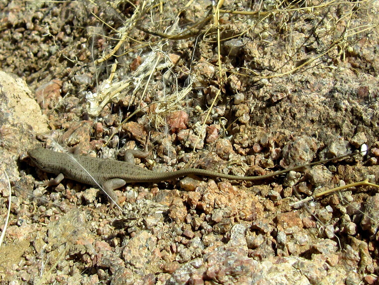 Sivun Trachylepis hoeschi (Mertens 1954) kuva