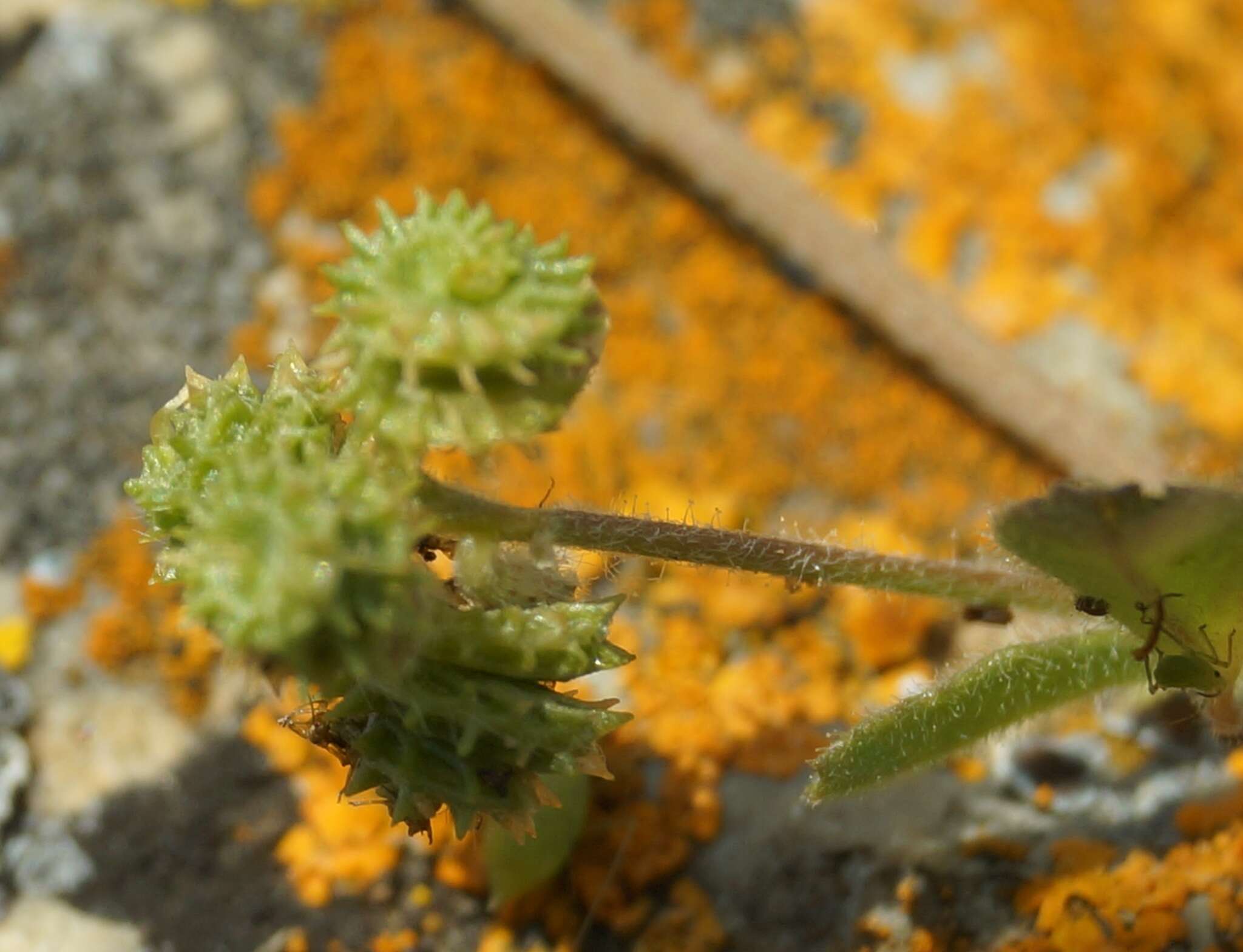 Imagem de Medicago meyeri Gruner