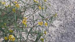 Image of Flaveria ramosissima Klatt