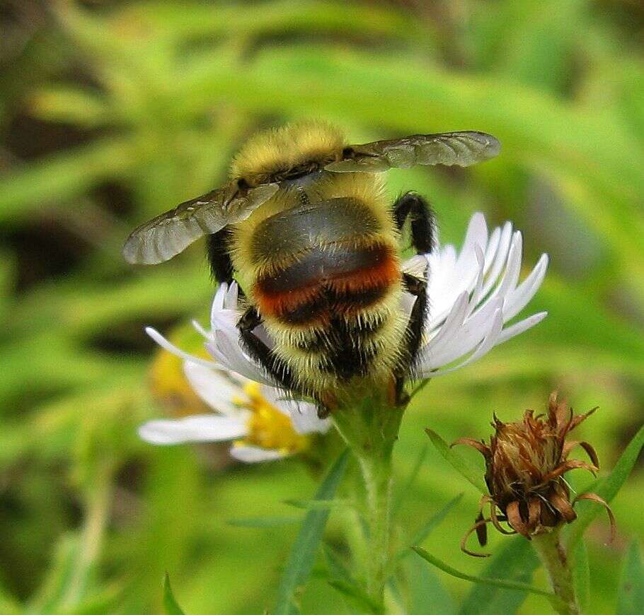 Слика од Bombus rufocinctus Cresson 1864