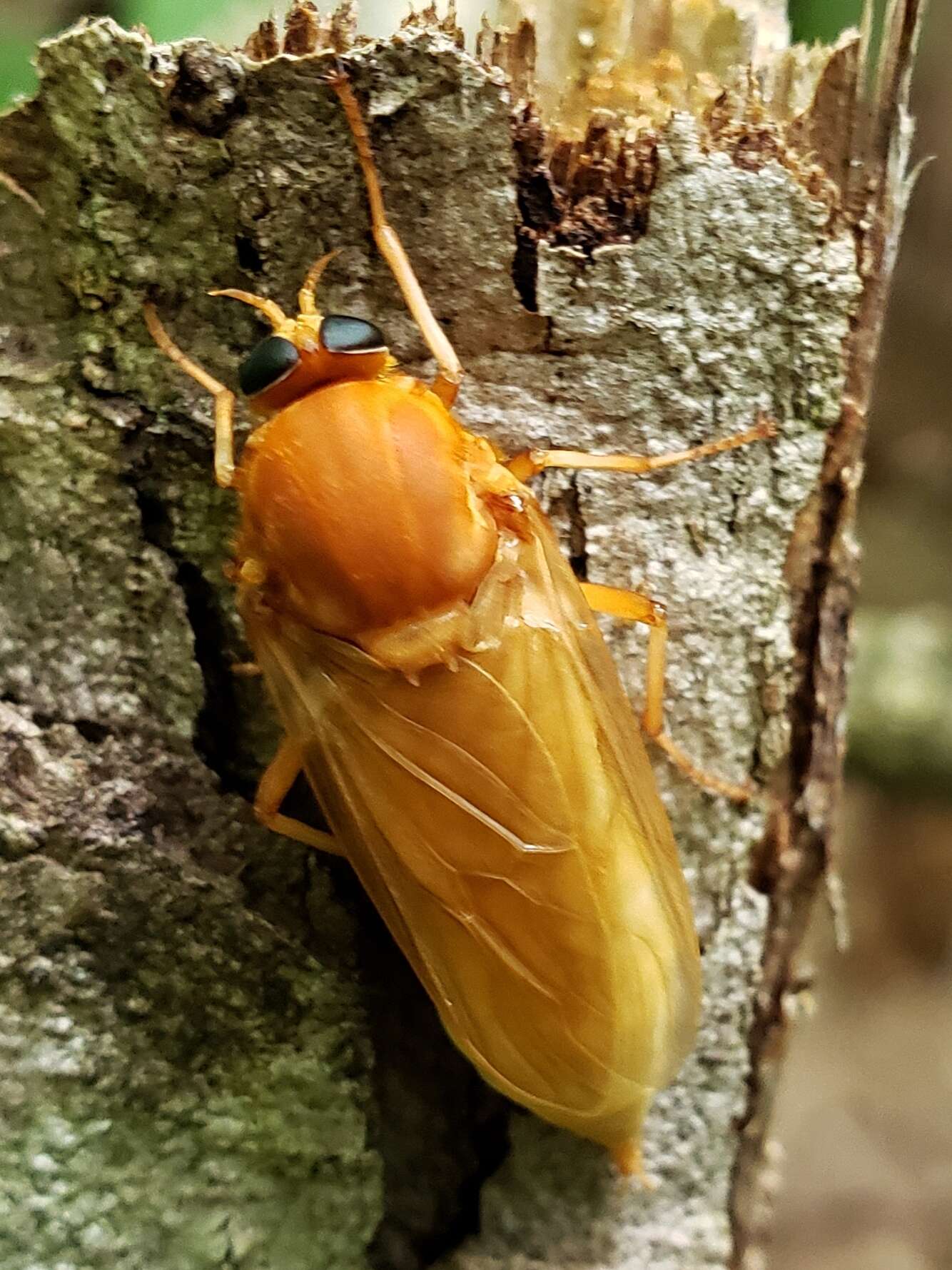 Image of Coenomyia