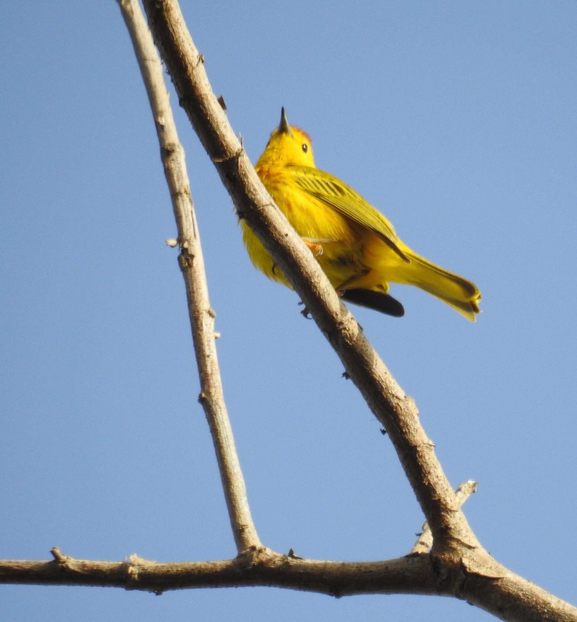 Image of Setophaga petechia petechia (Linnaeus 1766)