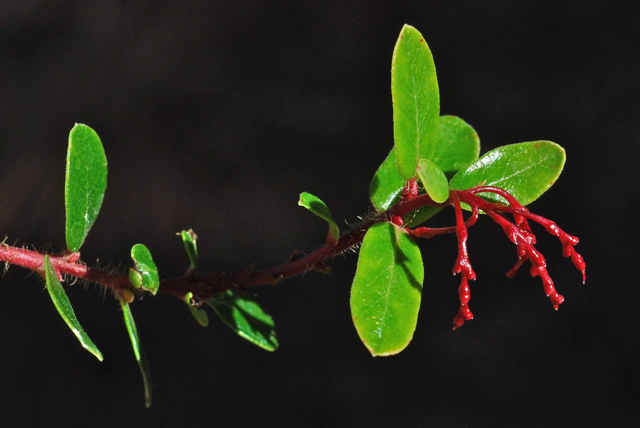 Слика од Arctostaphylos nummularia subsp. mendocinoensis (P. V. Wells) V. T. Parker, M. C. Vasey & J. E. Keeley