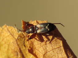 Image of Notochilus crassicornis (Baerensprung 1858)