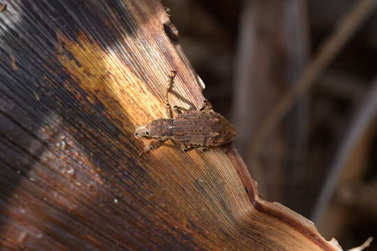 Image of flax weevil