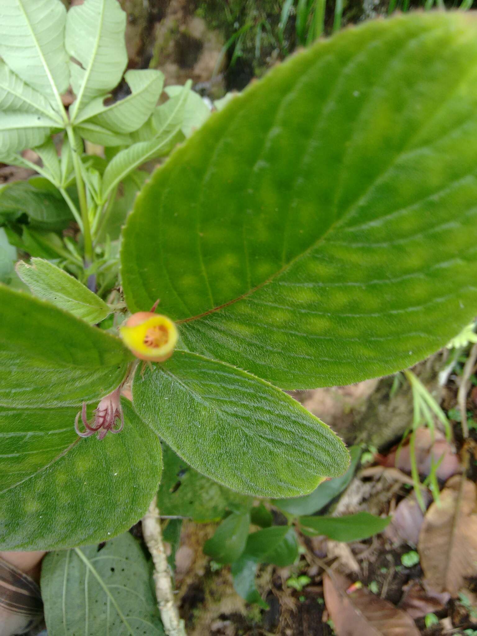 Image of Columnea nervosa (Klotzsch ex Oerst.) Hanst.