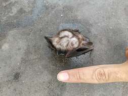 Image of Vietnamese Leaf-nosed Bat