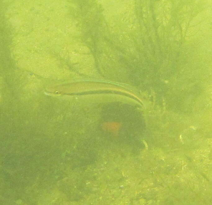 Image of Black stripe butterfish