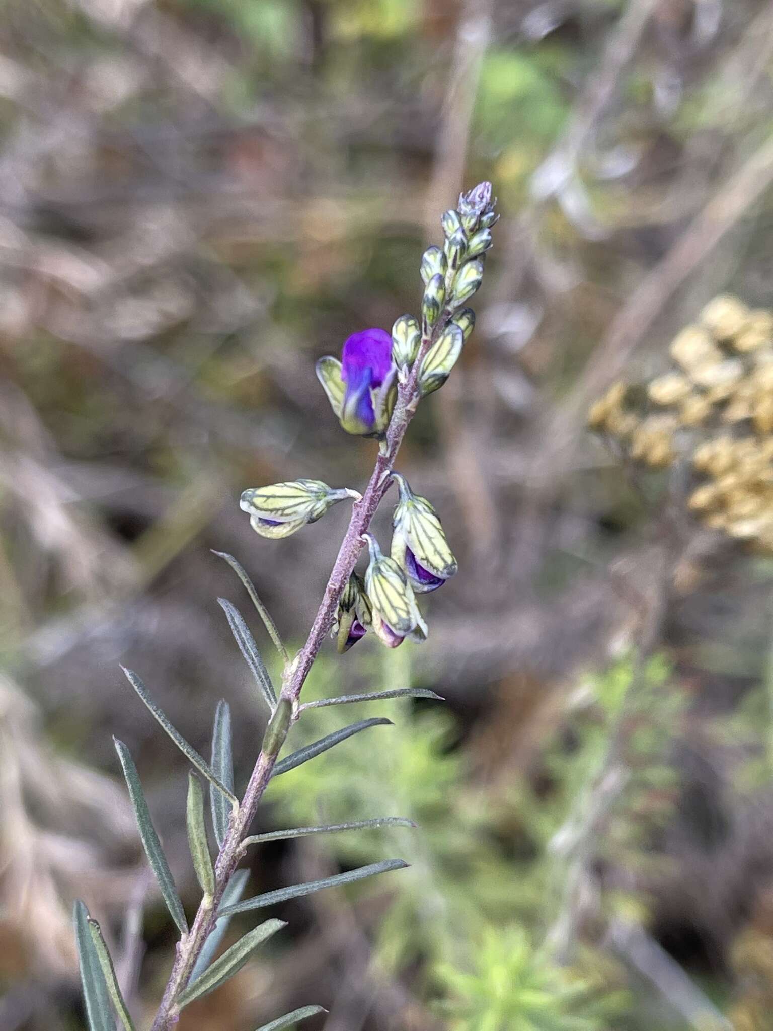 Polygala producta N. E. Br.的圖片