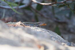 Image of Podarcis cretensis (Wettstein 1952)