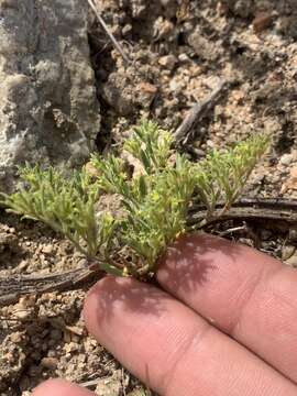 Image of fivetooth spineflower