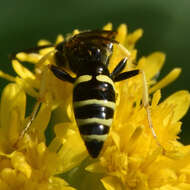 Image of Philanthus lepidus Cresson 1865