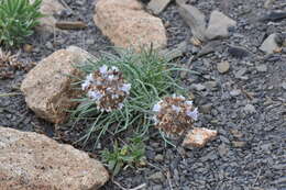 Plancia ëd Ipomopsis globularis (Brand) W. A. Weber