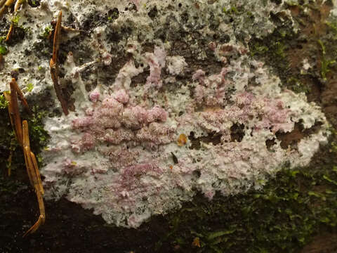 Image of Mauve waxpore