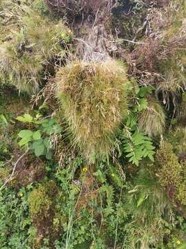 Image of Avenella flexuosa subsp. foliosa (Hack.) Veldkamp