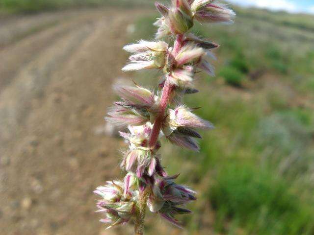 Image of Nelsia quadrangula (Engl.) Schinz