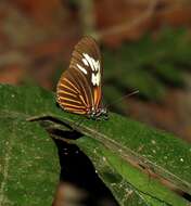 Image of Heliconius eratosignis Joicey & Talbot 1925