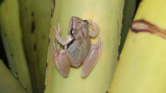 Image of Scinax pachycrus (Miranda-Ribeiro 1937)