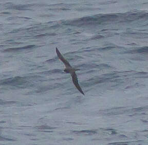 Image of Hawaiian Petrel