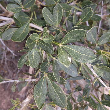 Image of Searsia pterota (C. Presl) Moffett