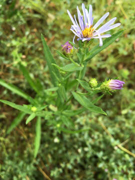 Image of Douglas aster