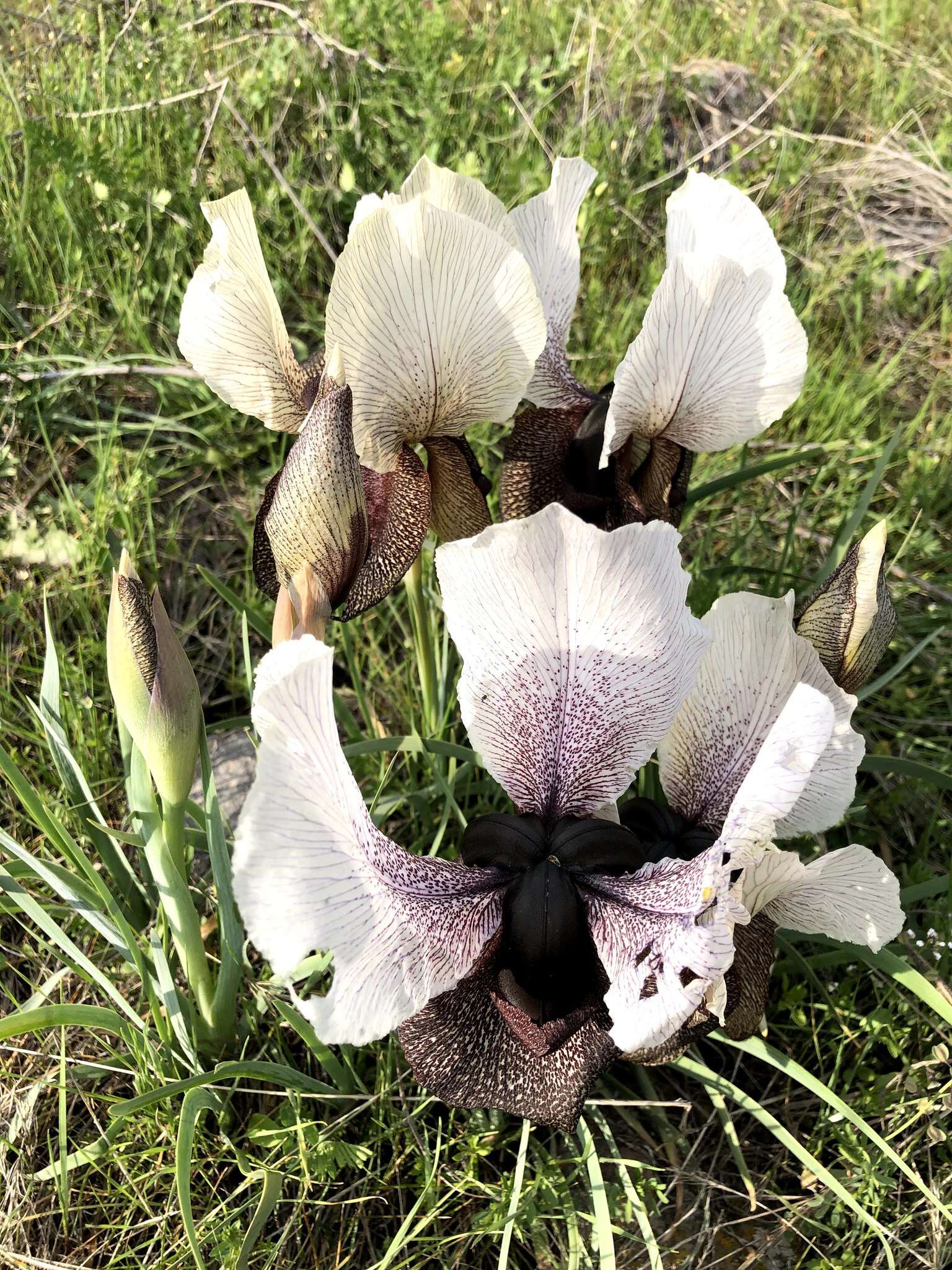 Image of Iris iberica Steven