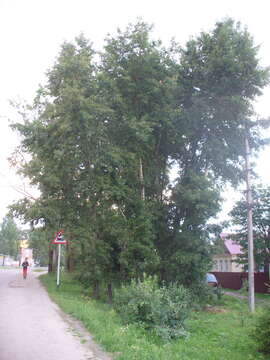 Image of Populus longifolia