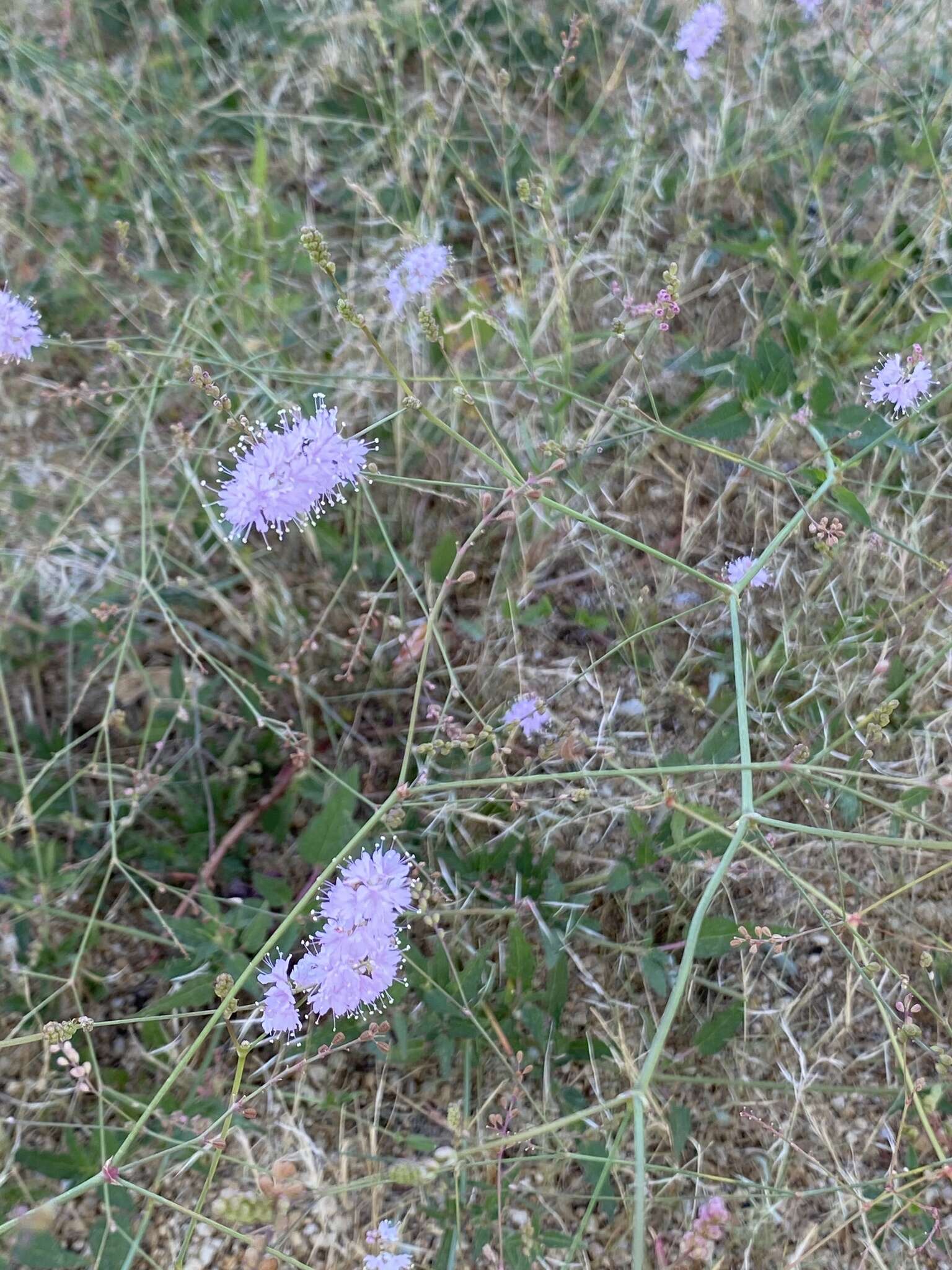 Image de Boerhavia xanti S. Watson