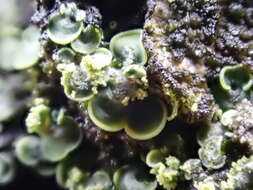 Image of Clam lichens