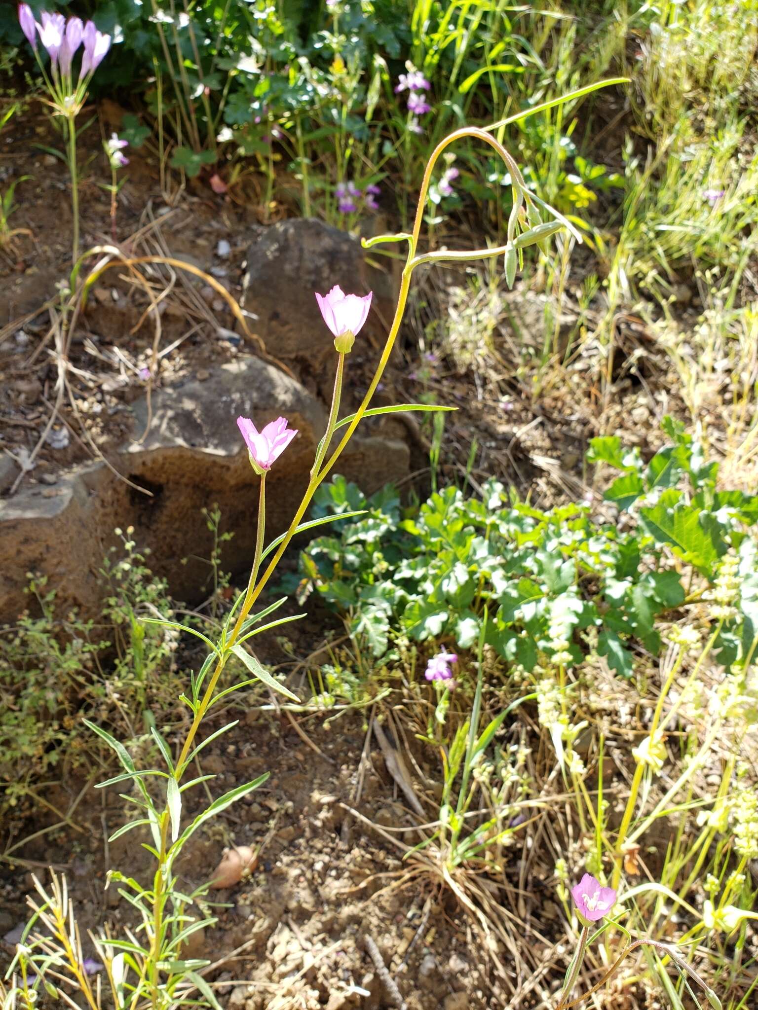 Image of slender clarkia