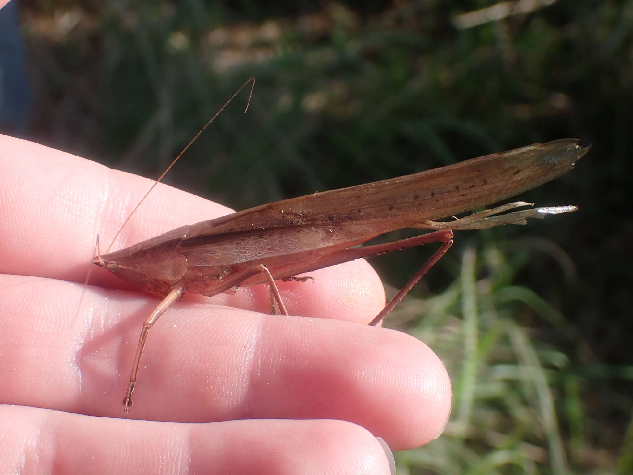 Слика од Neoconocephalus caudellianus (Davis & W. T. 1905)