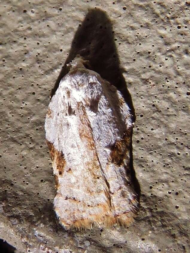 Image of Acleris subnivana Walker 1863