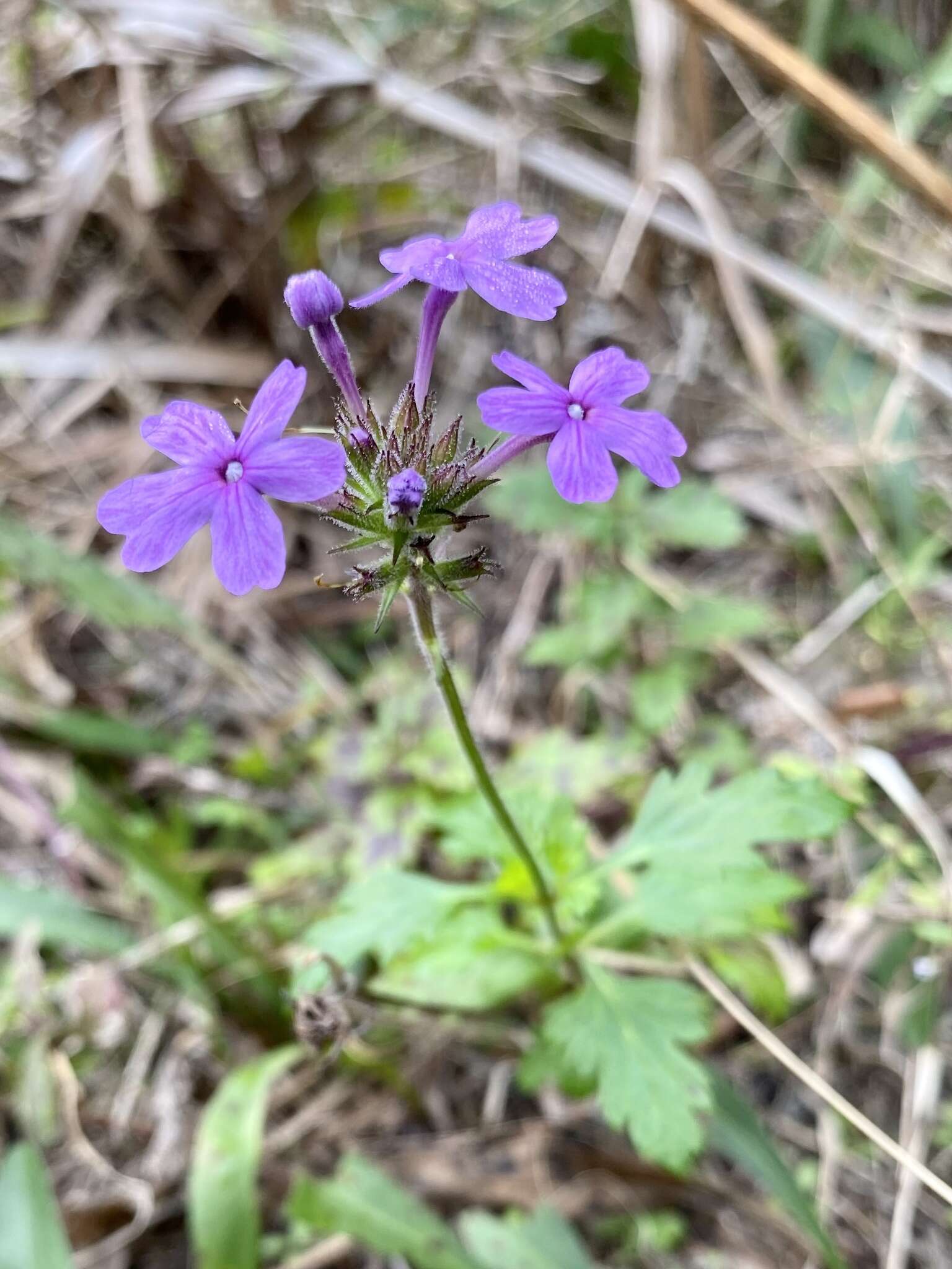 Imagem de Glandularia maritima (Small) Small