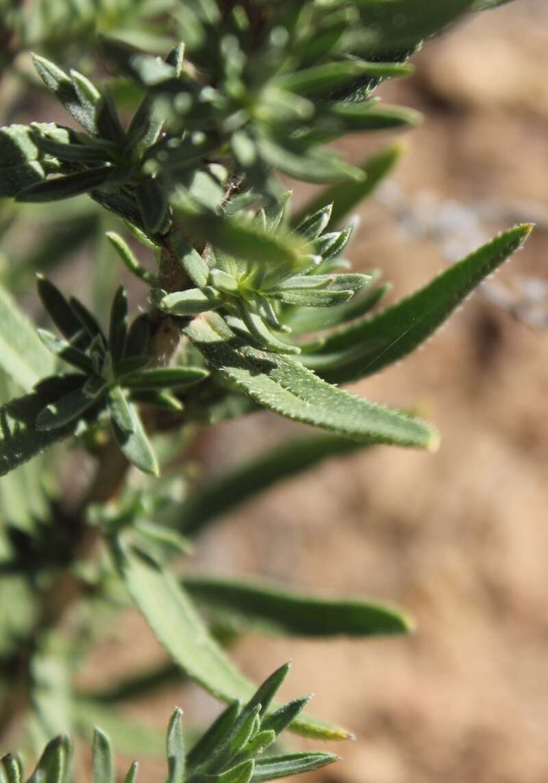 Lobostemon gracilis Levyns resmi