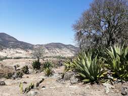 Image of Agave scaposa Gentry