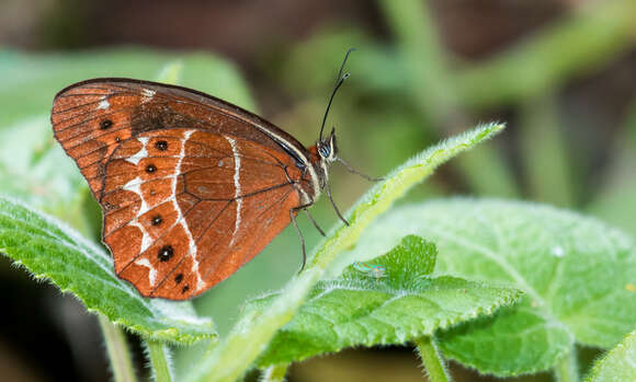 Image de Oxeoschistus simplex Butler 1868